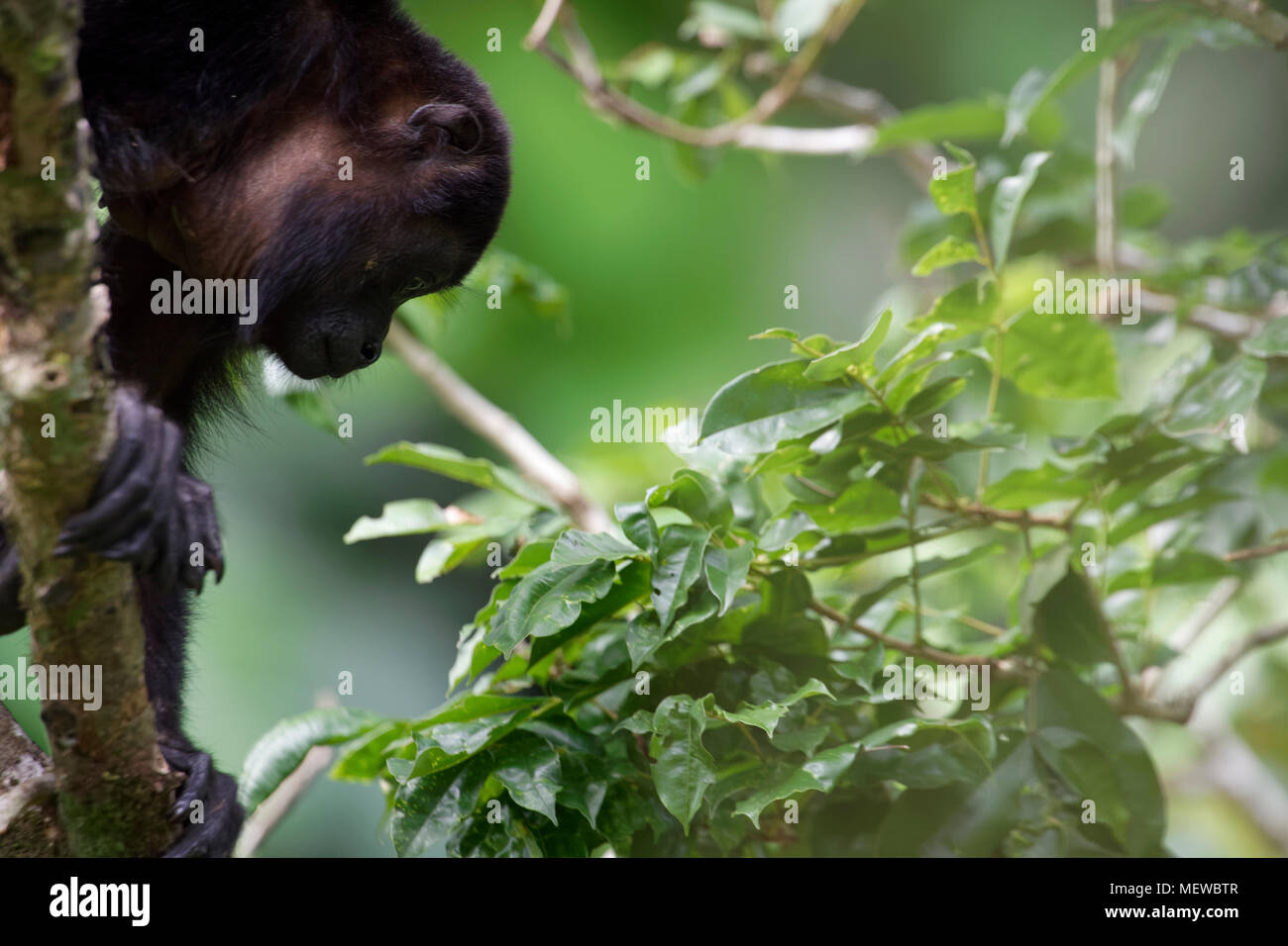 Golden Mantled Howler Monkey (Alouatta palliata palliata) Stock Photo