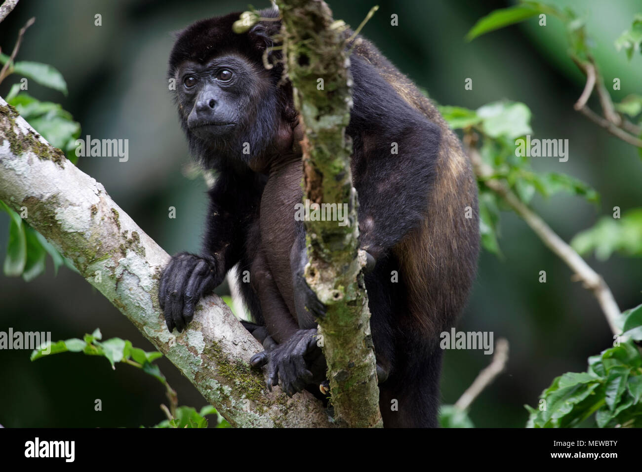 A female Golden Mantled Howler Monkey (Alouatta palliata palliata) observes the environment. Stock Photo