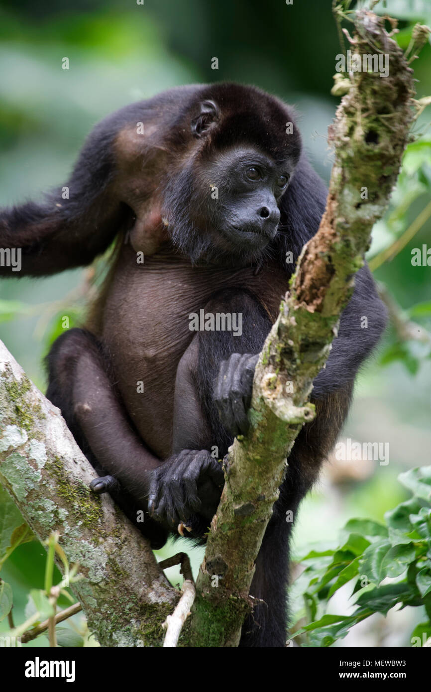 A female Golden Mantled Howler Monkey (Alouatta palliata palliata) is curious whats going on Stock Photo