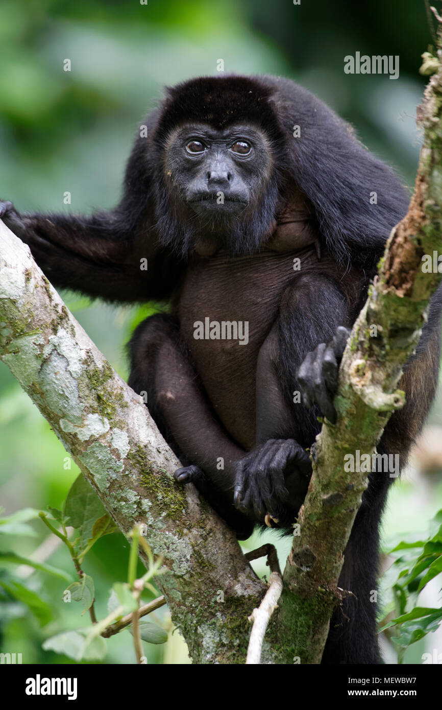 A female Golden Mantled Howler Monkey (Alouatta palliata palliata) sits on a branch fork. Stock Photo