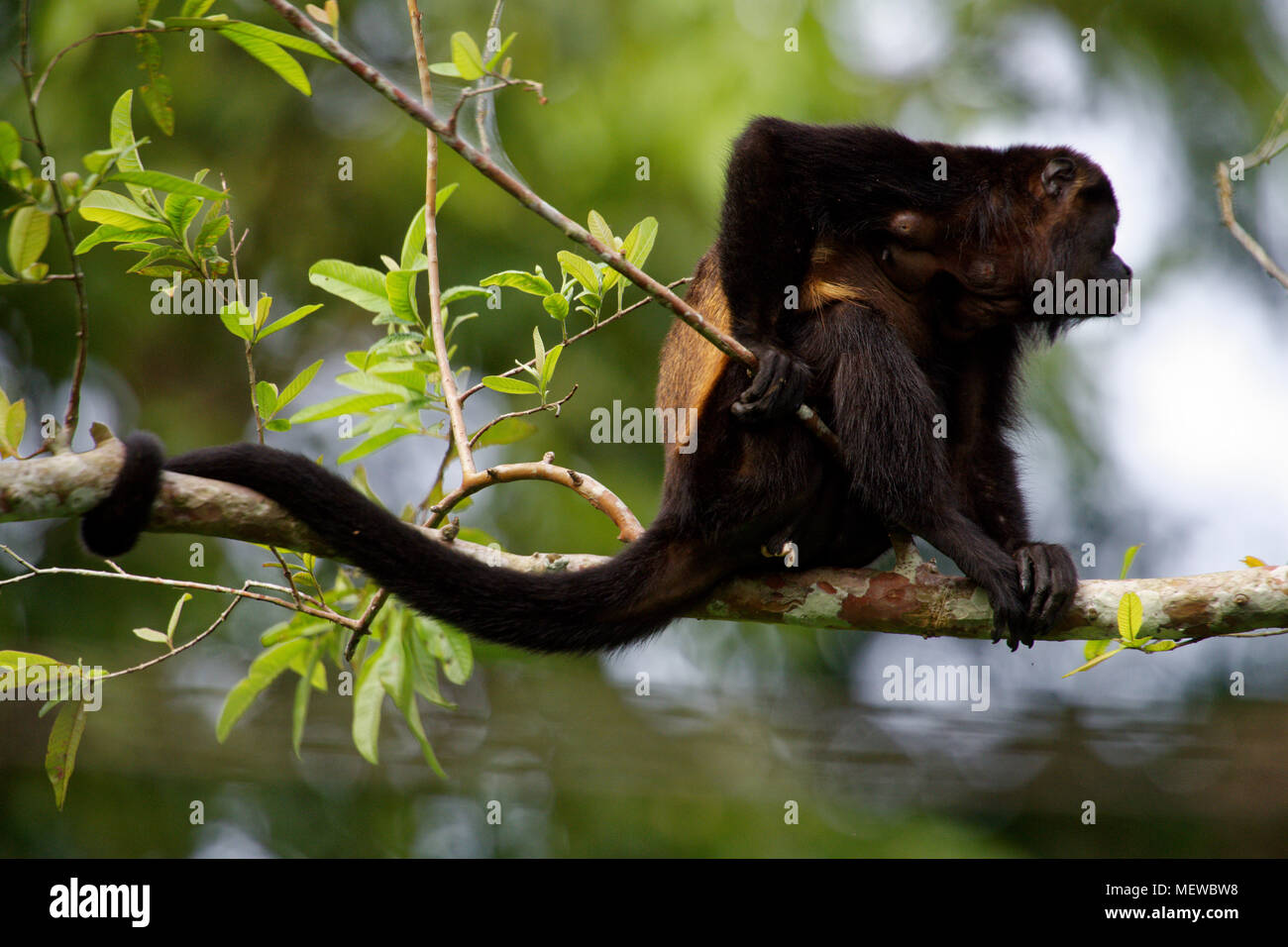 A female Golden Mantled Howler Monkey (Alouatta palliata palliata)) looks around Stock Photo