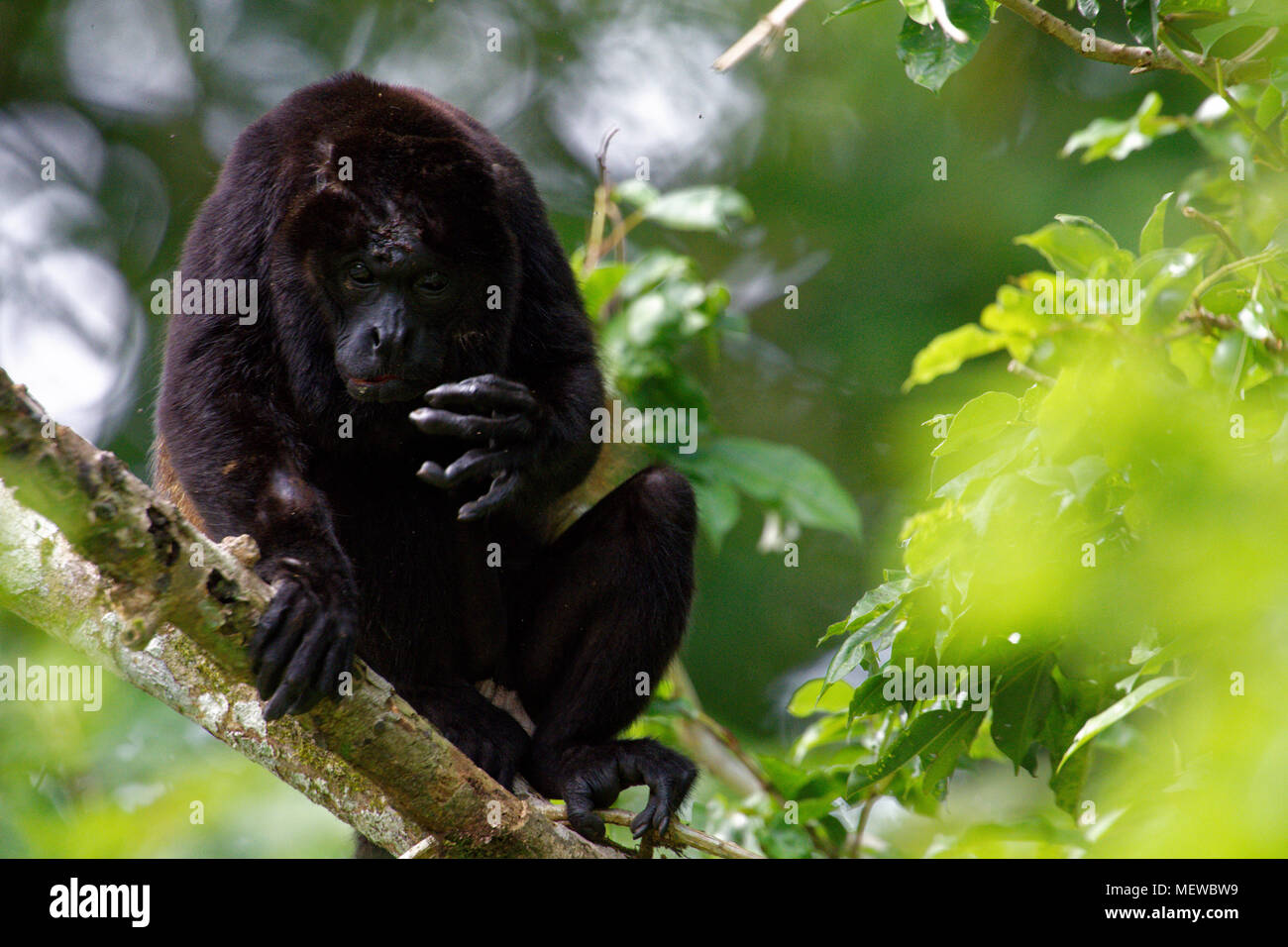 A male Golden Mantled Howler Monkey (Alouatta palliata palliata) spreads the fingers Stock Photo