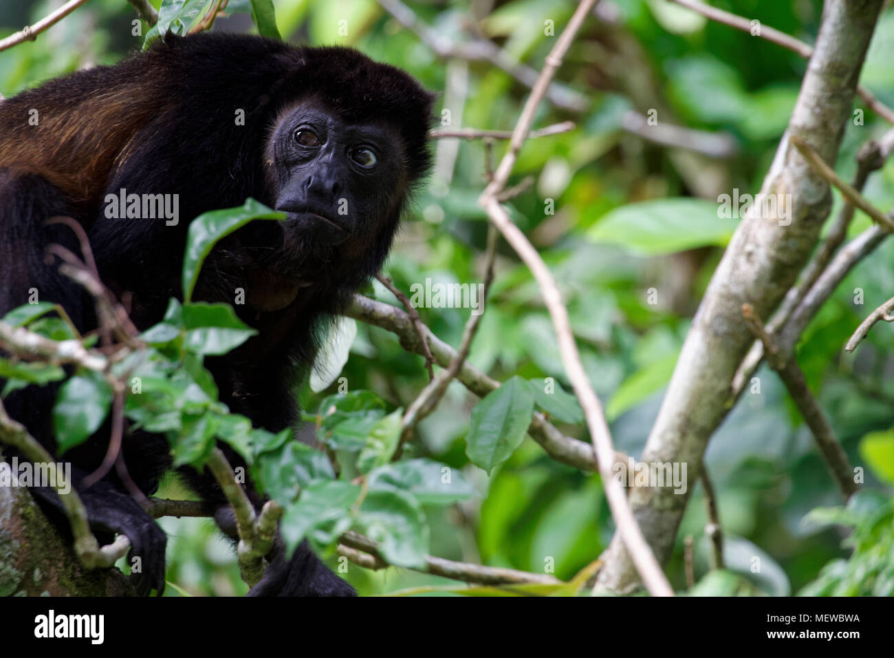 A female Golden Mantled Howler Monkey (Alouatta palliata palliata) looks around Stock Photo