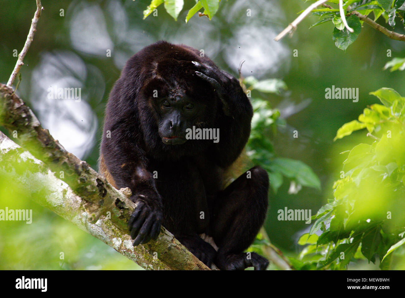 A male Golden Mantled Howler Monkey (Alouatta palliata palliata) scatches it's head and looks into the camera Stock Photo