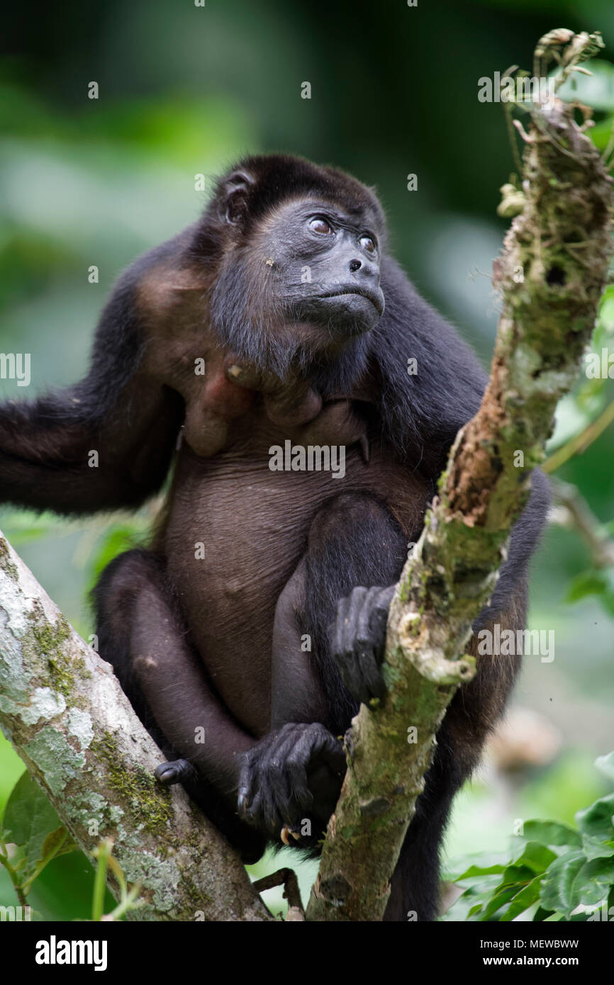 A female Golden Mantled Howler Monkey (Alouatta palliata palliata) looks around and rests on a branch. Stock Photo