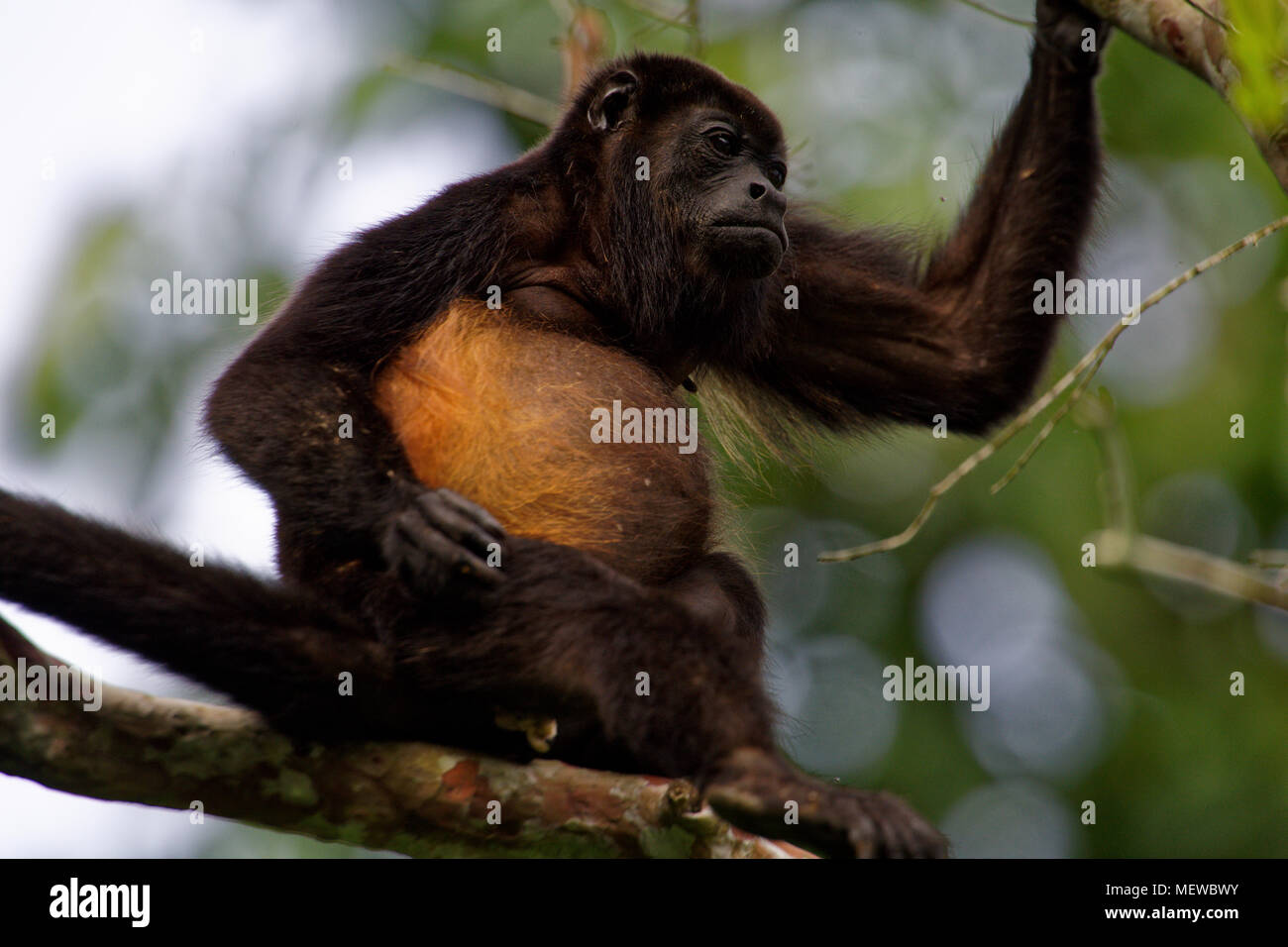 A female Golden Mantled Howler Monkey (Alouatta palliata palliata) with golden hair Stock Photo