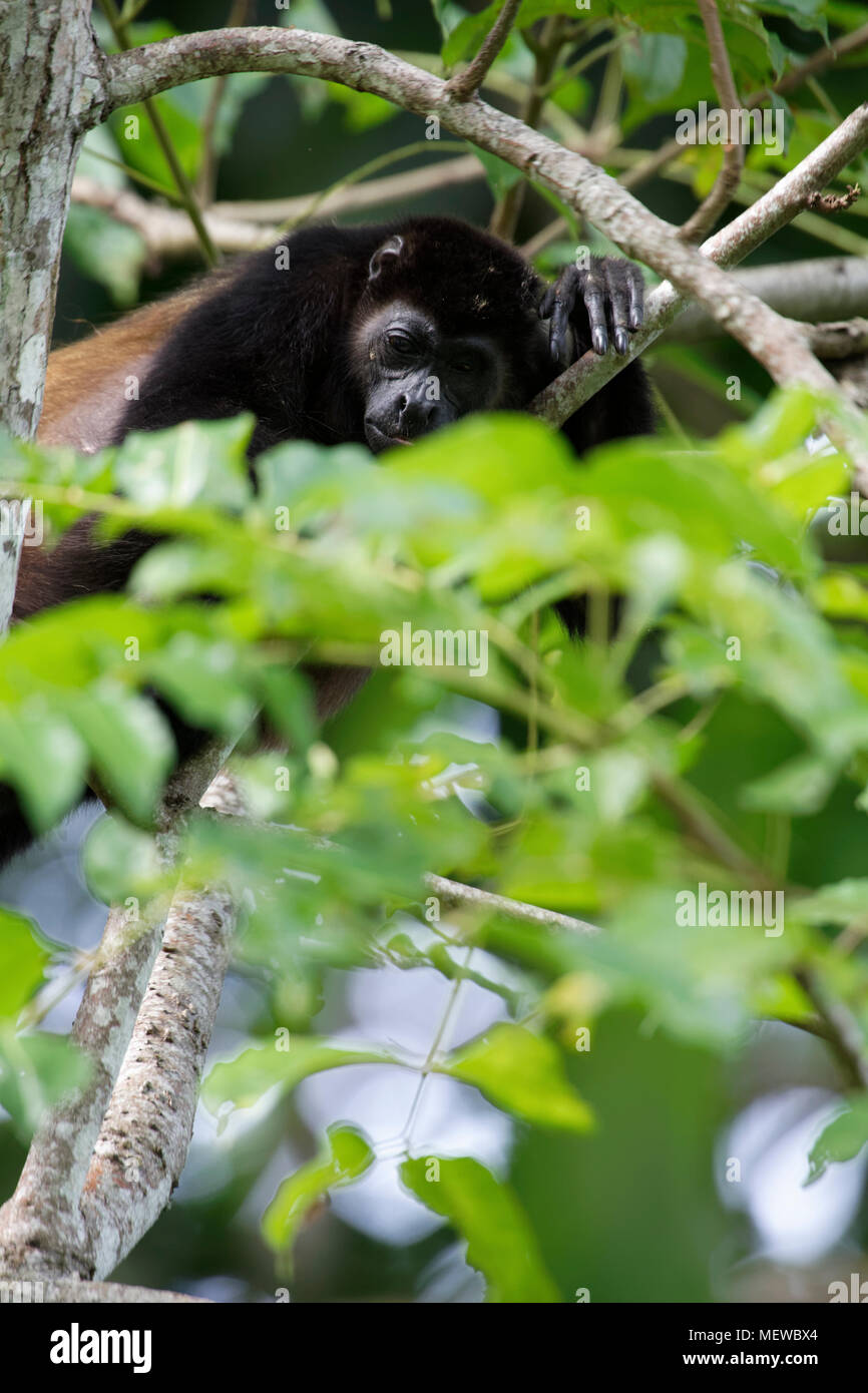 A Golden Mantled Howler Monkey (Alouatta palliata palliata) rests in the foilage of a tree. Stock Photo