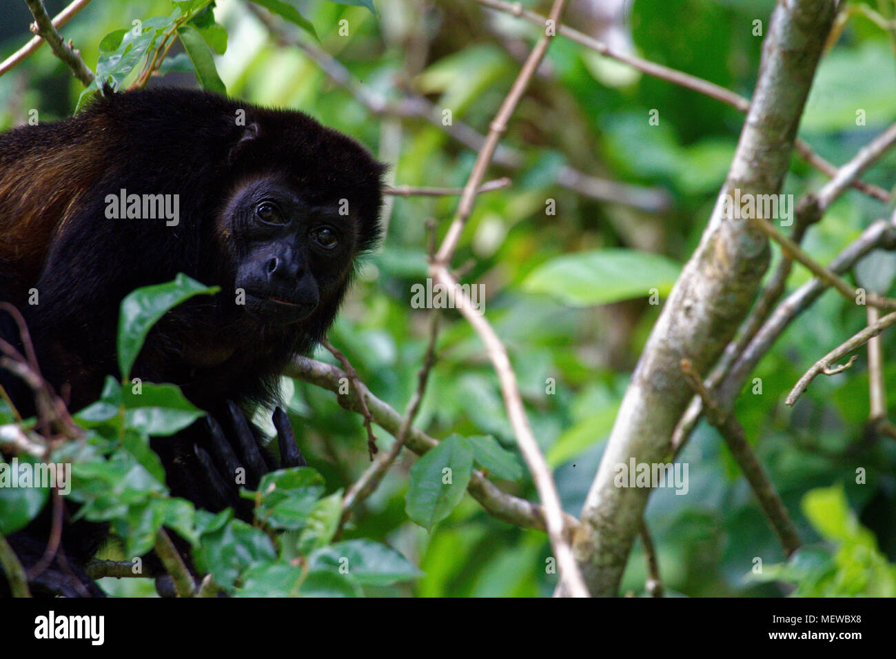 Mantled Howler Monkey (Alouatta palliata)|Golden Mantled Howler Monkey (Alouatta palliata palliata) Stock Photo