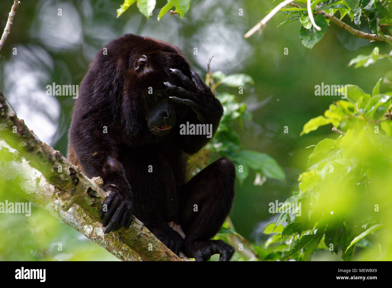 A male Golden Mantled Howler Monkey (Alouatta palliata palliata) scatches it's head. Stock Photo