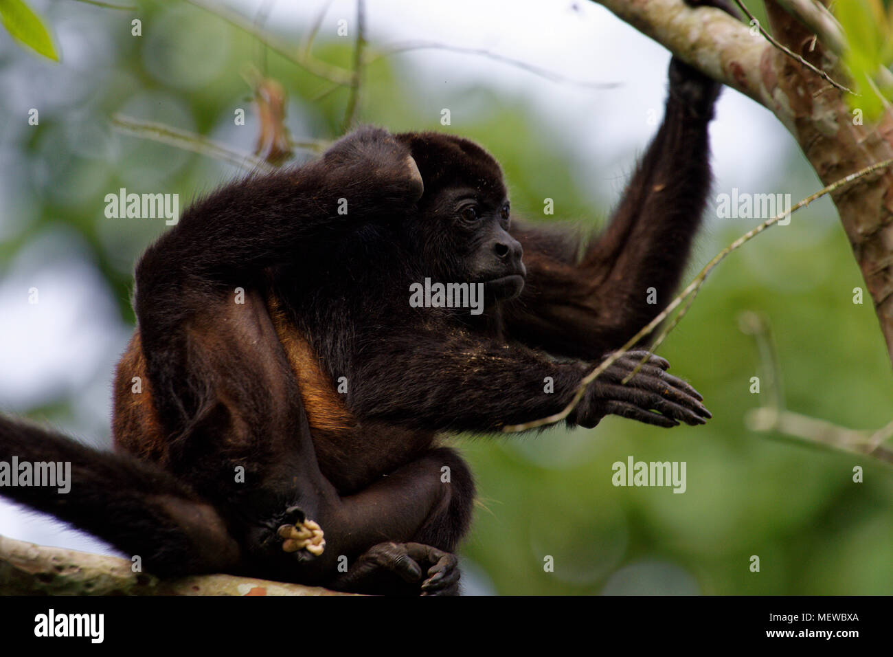 A femaleGolden Mantled Howler Monkey (Alouatta palliata palliata) scratches itself behind the ear. Stock Photo