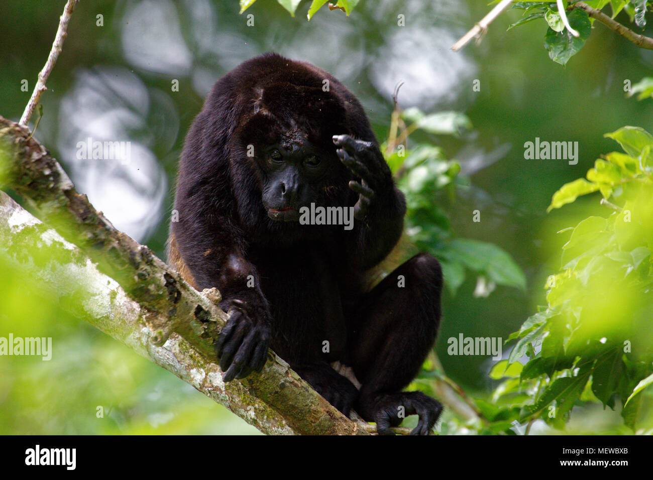 A male Golden Mantled Howler Monkey (Alouatta palliata palliata) scatches it's head and looks into the camera (1) Stock Photo
