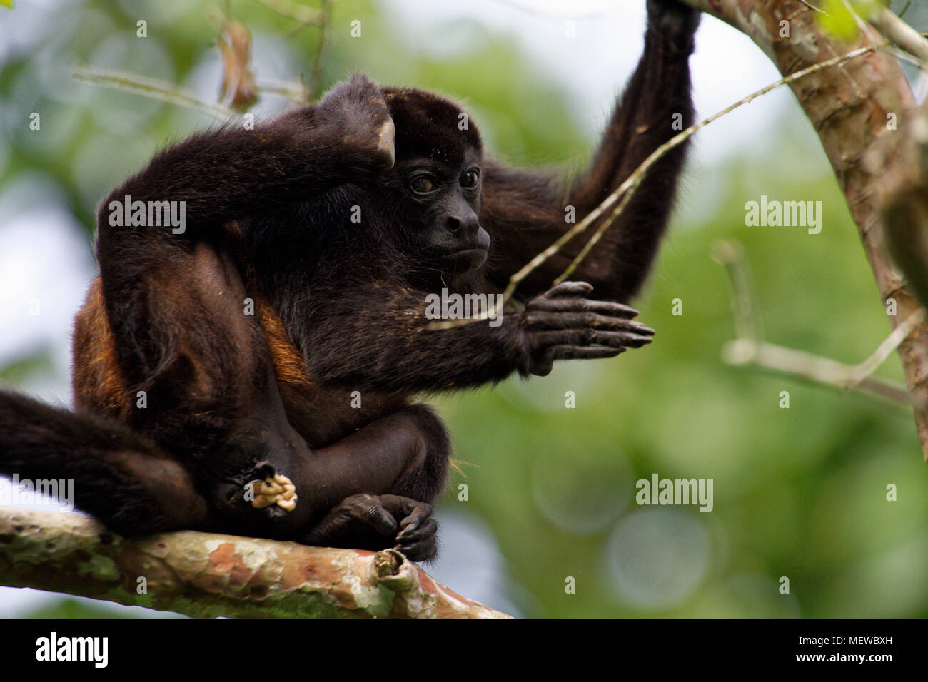 A femaleGolden Mantled Howler Monkey (Alouatta palliata palliata) scratches itself behind the ear and looks into the camera. Stock Photo