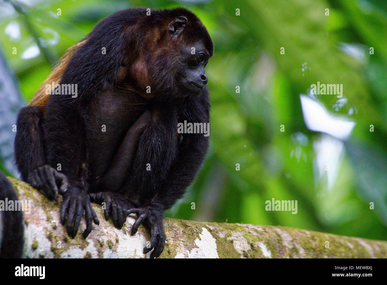 A female Golden Mantled Howler Monkey (Alouatta palliata palliata) sits comfortabely on a thick branch. Stock Photo