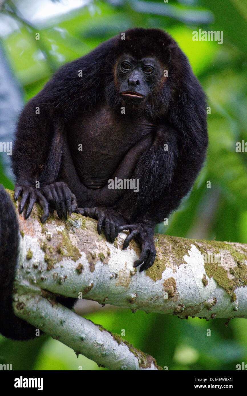 A female Golden Mantled Howler Monkey (Alouatta palliata palliata) sits at a branch of a tree. Stock Photo