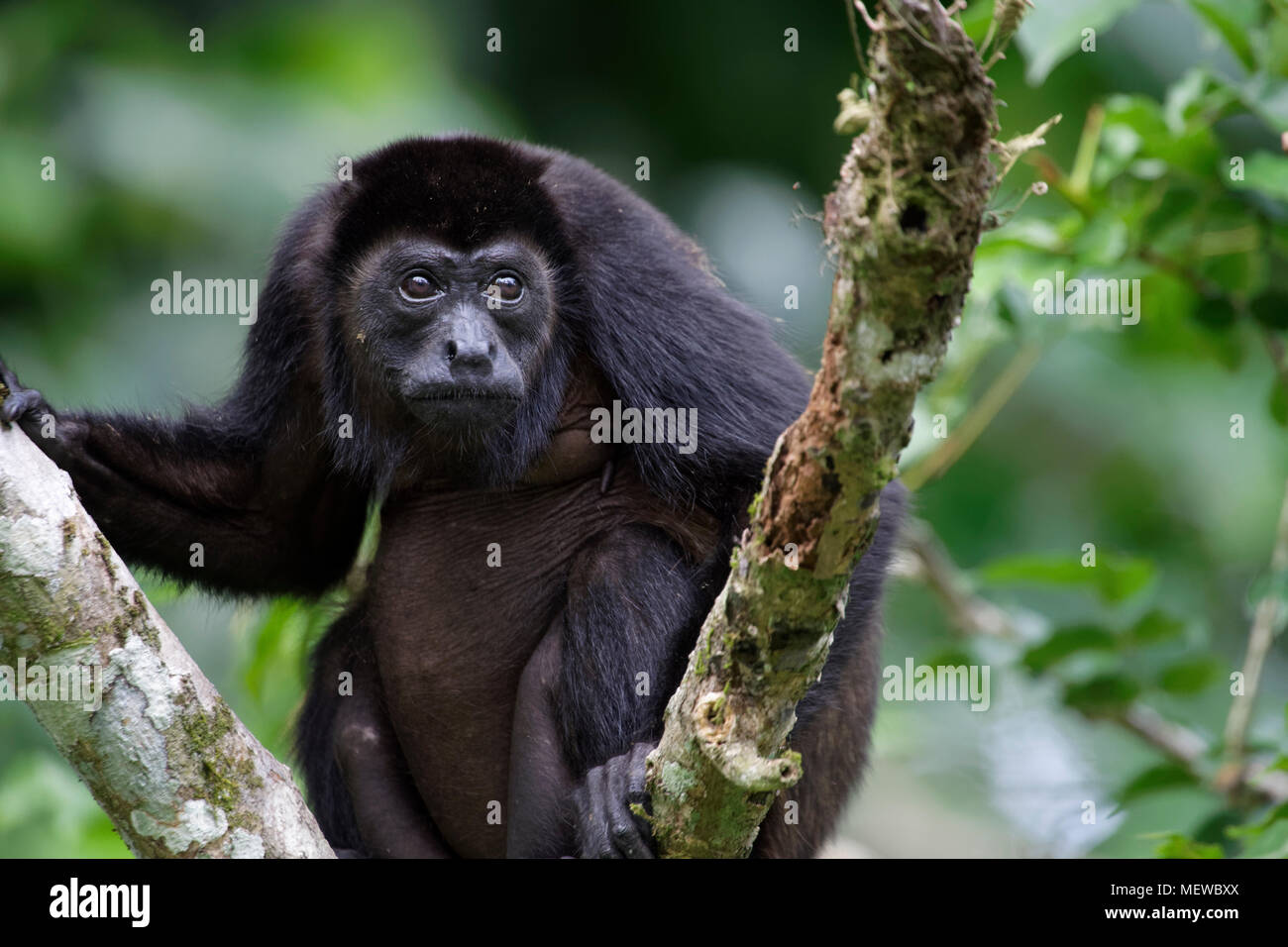 A female Golden Mantled Howler Monkey (Alouatta palliata palliata) looks out for enemies. Stock Photo