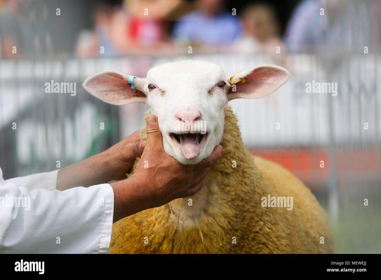 sheep being shown Stock Photo