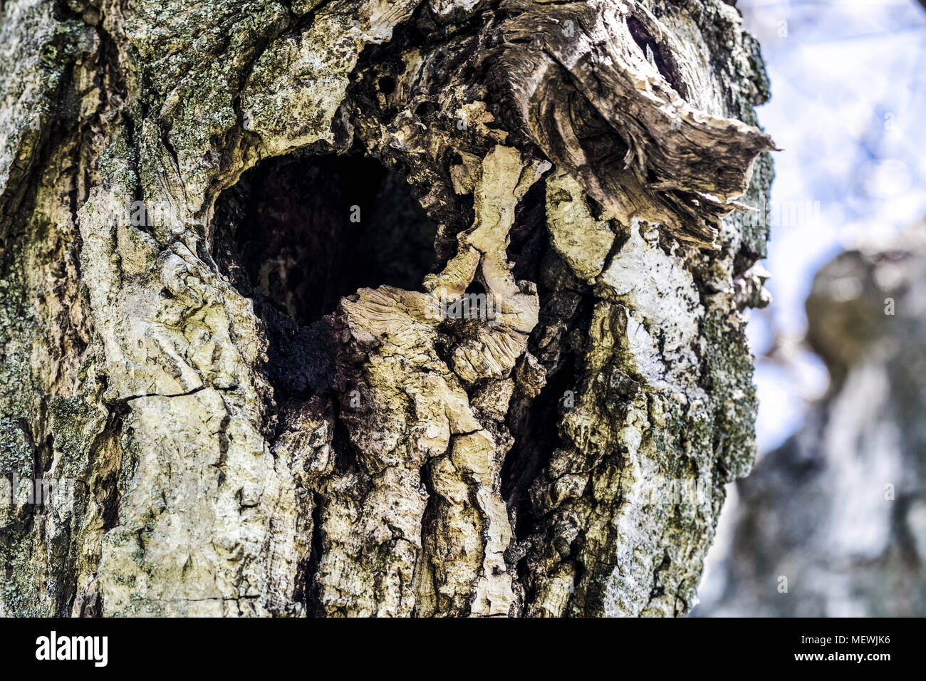 hollow in the tree, background image, close-up photo Stock Photo