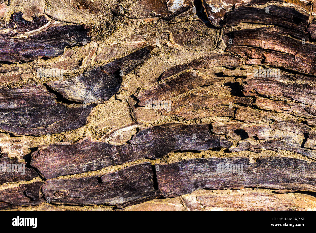 bark background image, photo close-up, wood texture Stock Photo