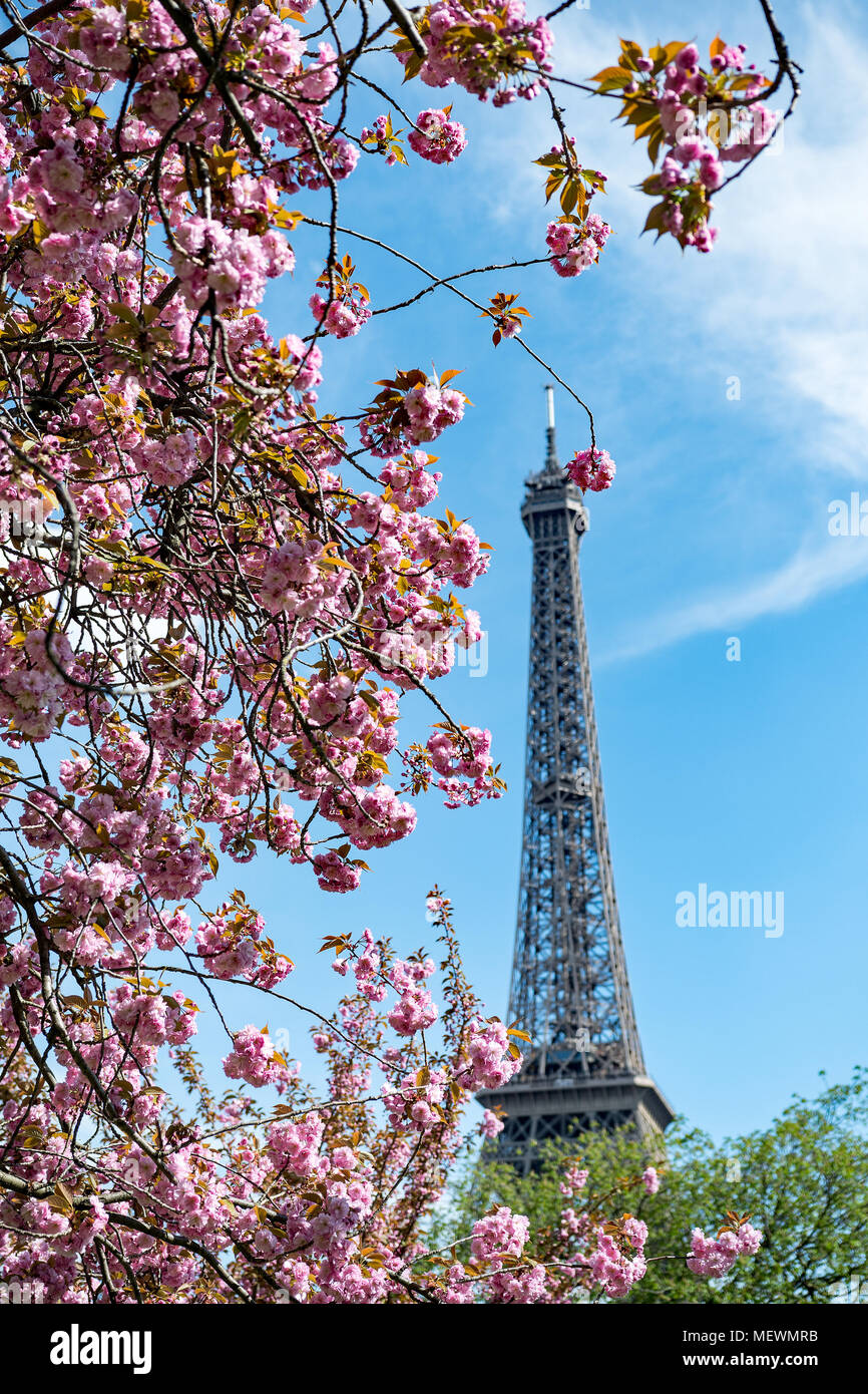 Cherry blossom and spring in Paris Stock Photo