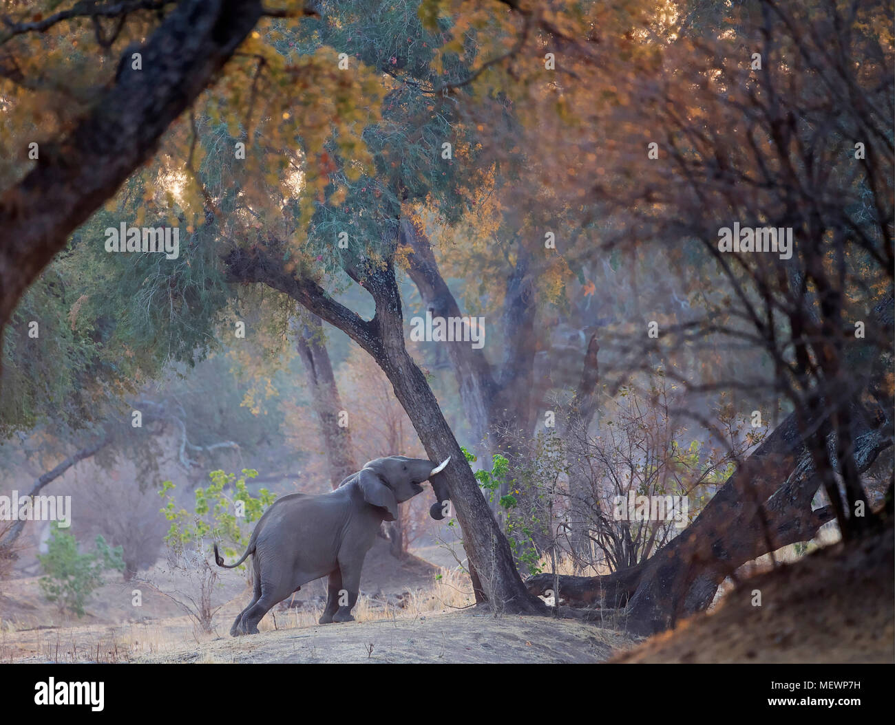 elephants in Mana Pools have learnt that by rocking a tree back and forth  the seed pods drop to the ground. Stock Photo