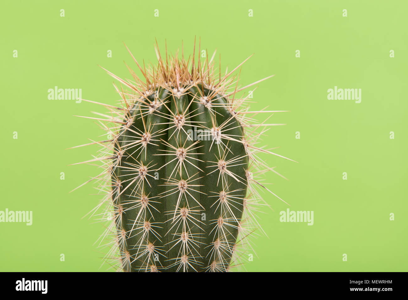 Single cactus plant on a soft green background Stock Photo - Alamy