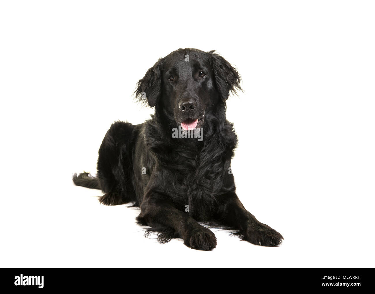 Black flatcoat retriever dog lying down looking at camera on a white background Stock Photo