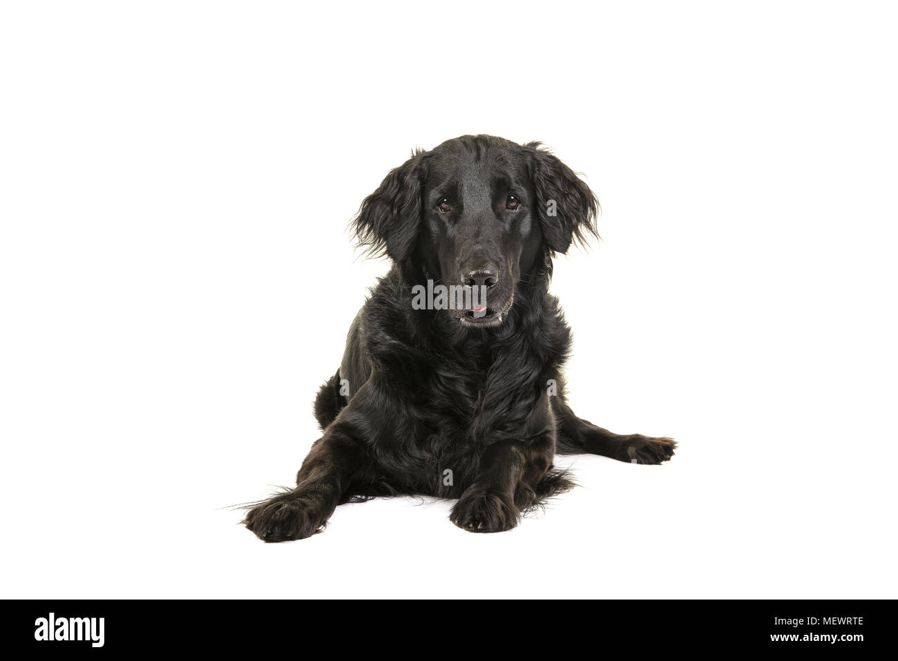 Black flatcoat retriever dog lying down looking at camera seen from the front on a white background Stock Photo