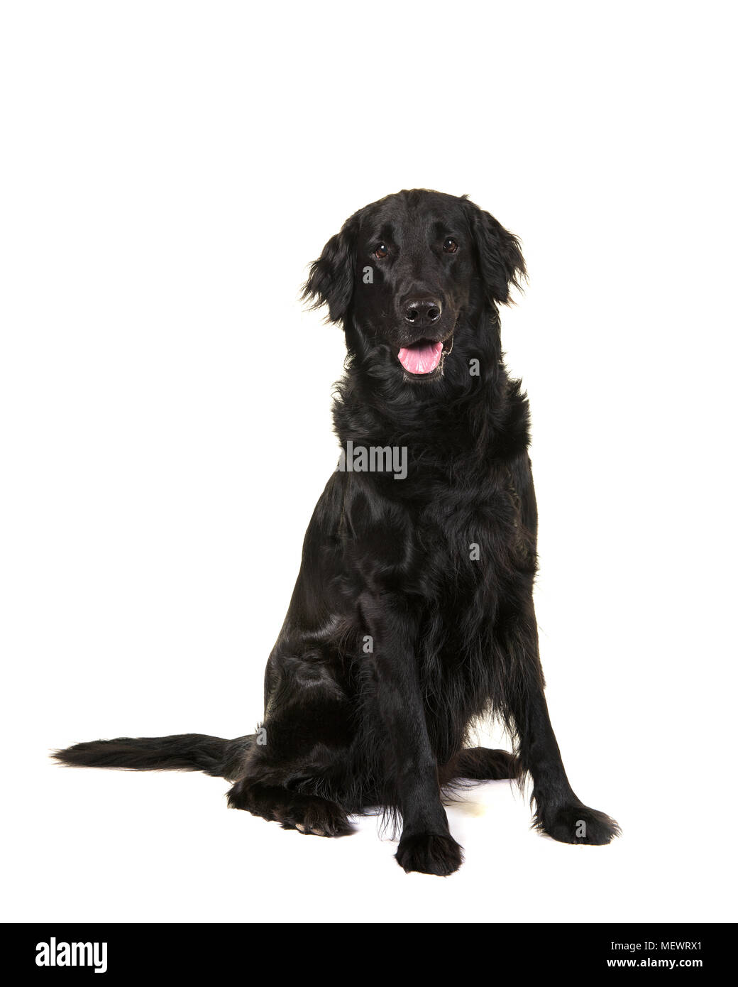 Black Flatcoat Retriever Dog Sitting Looking At The Camera