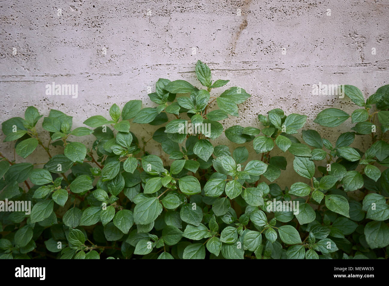 Parietaria officinalis plants Stock Photo