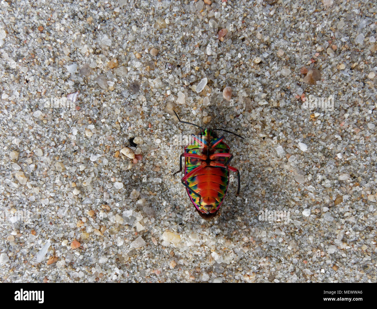 Upside down rainbow shield bug rolls onto its back over sand on beach background, which is sign that the bug is going to die Stock Photo