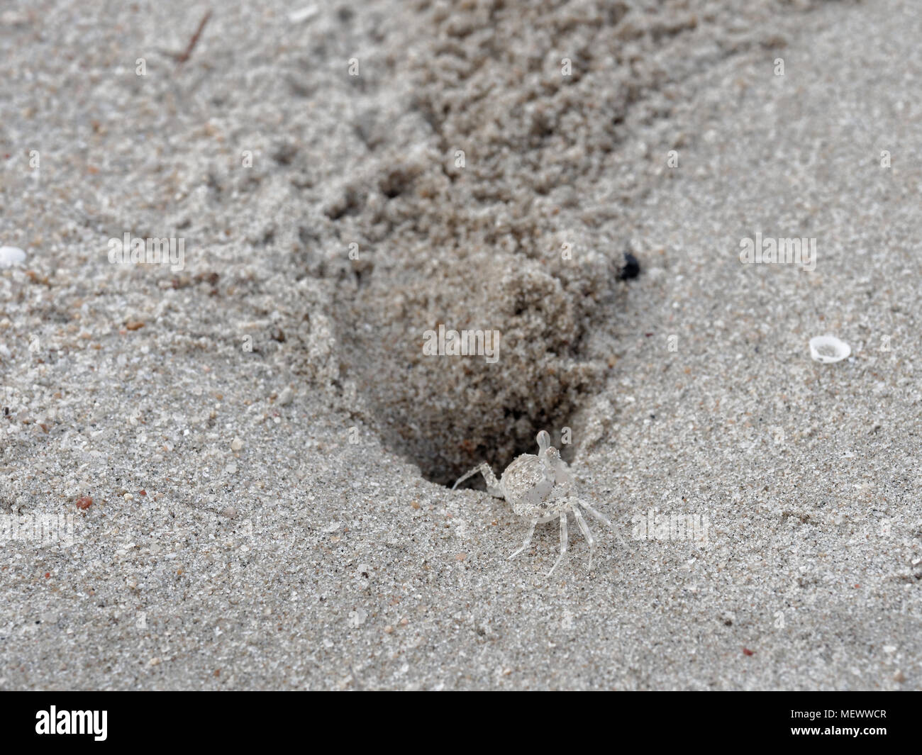 Transparent ghost or sand crab with pale color body is in front of its burrow or hole with sediment balls or pellets made by sand Stock Photo