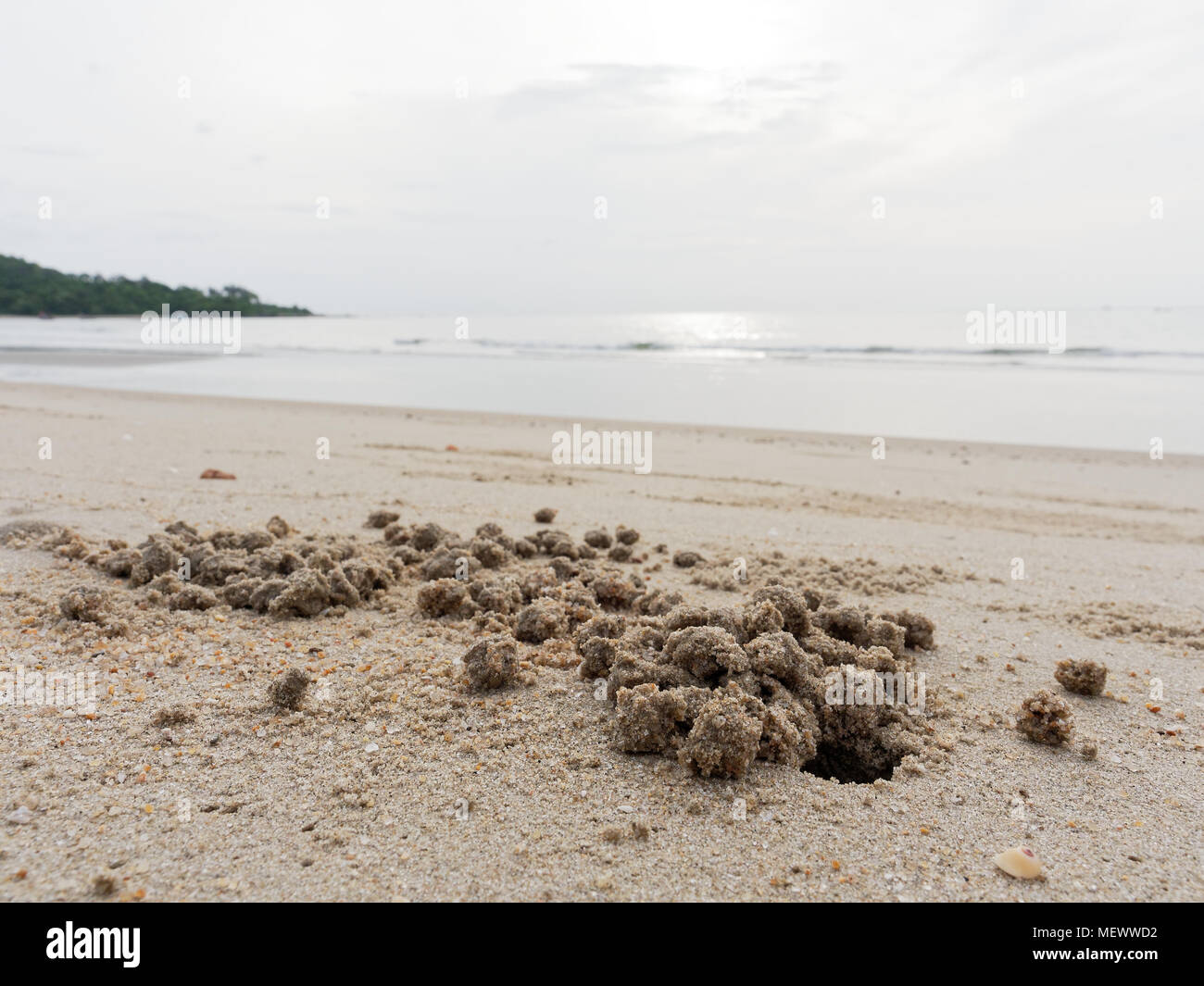 Burrow or hole with sediment balls or pellets made by sand of ghost or sand crab with beach, sea, and sky background Stock Photo