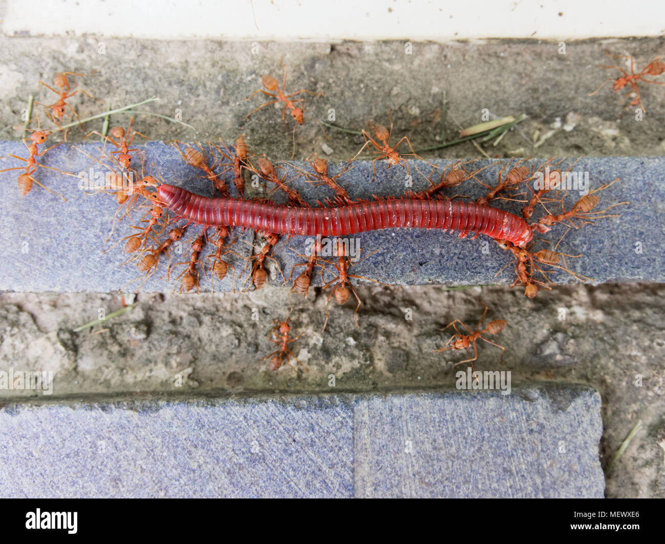 Group of red ants eating dead millipede over scarp of tiles and