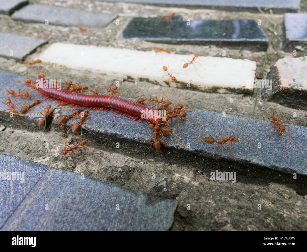 Group of red ants eating dead millipede over scarp of tiles and