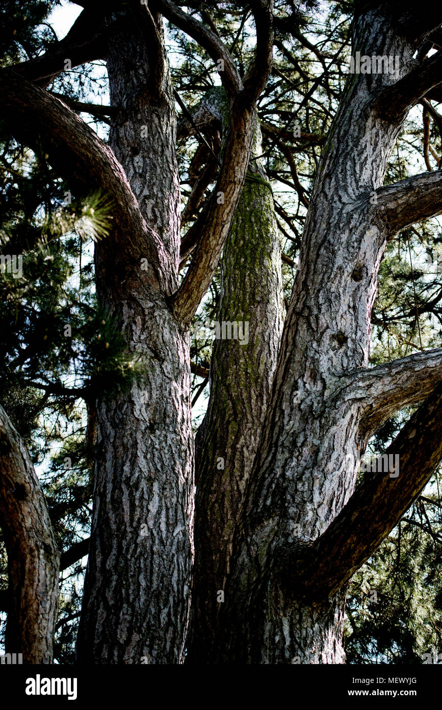 Cambridge University Botanic Garden, Cambridge, Cambridgeshire England UK. Crimean Pine. Pinus Nigra ssp. Pallasiana. 22 April 2018 The Cambridge Univ Stock Photo