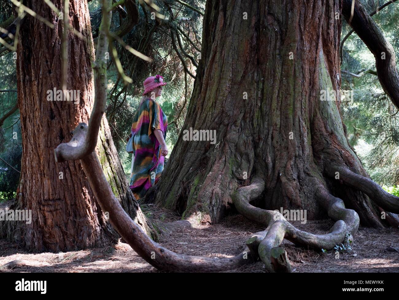 Cambridge University Botanic Garden, Cambridge, Cambridgeshire England UK. Woman walks past Sierra Redwood tree. Sequoiadendron Giganteum. 22 April 20 Stock Photo
