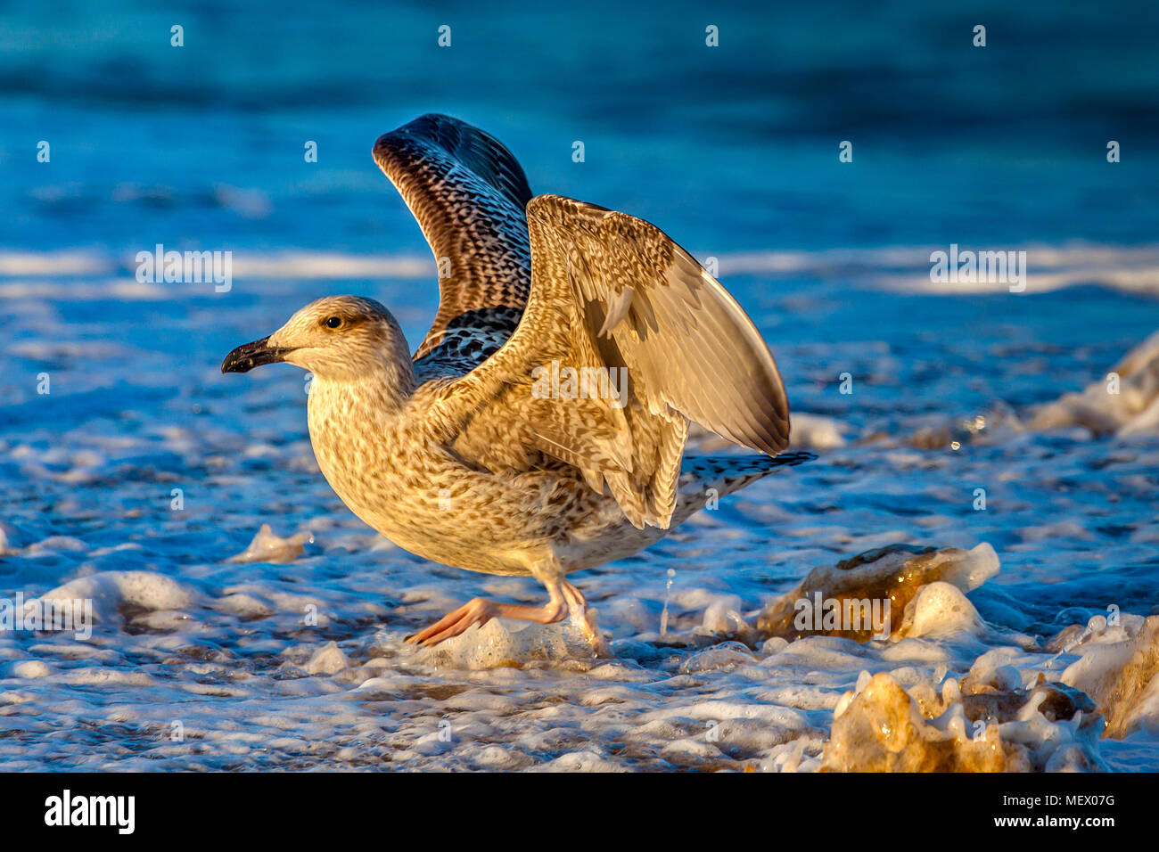 An immature Herring Gull, Larus argentatus, with wings outstretched
