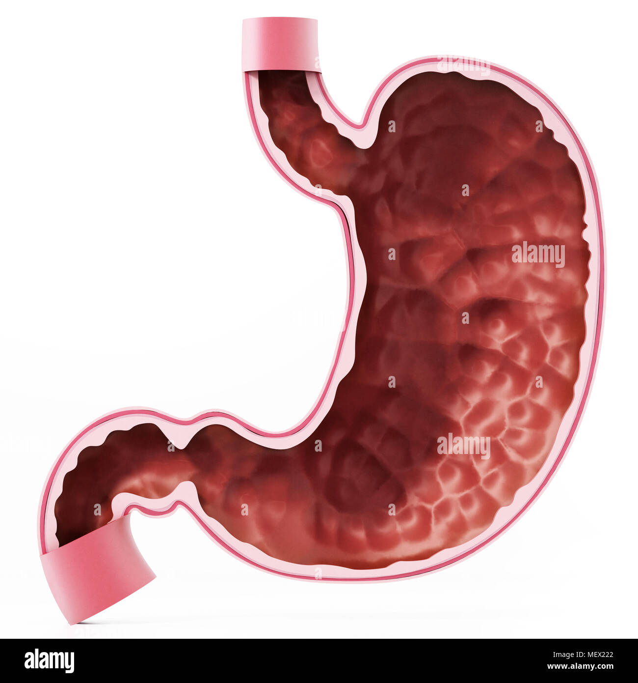 Human stomach illustration with detailed layers. 3D illustration. Stock Photo