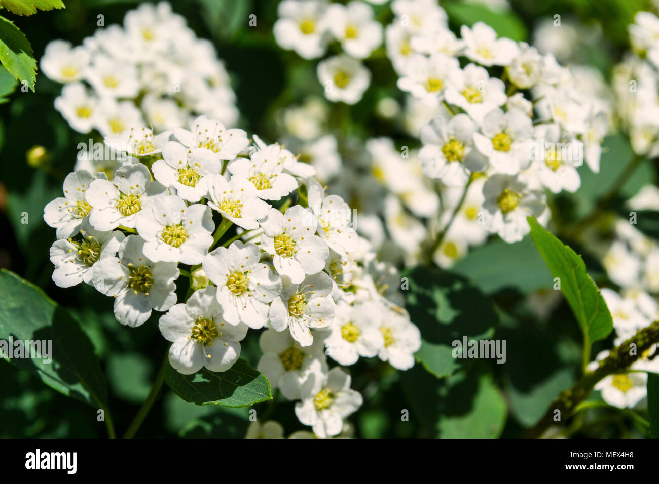Close-up of a blossomed Spiraea shrub in the sun Stock Photo