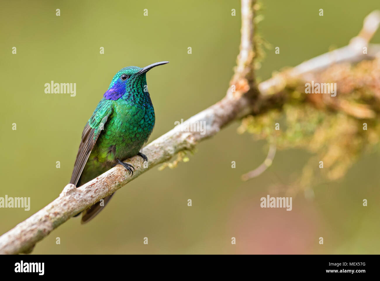 Green Violet-ear - Colibri thalassinus, beautiful green hummingbird from Central America forests, Costa Rica. Stock Photo