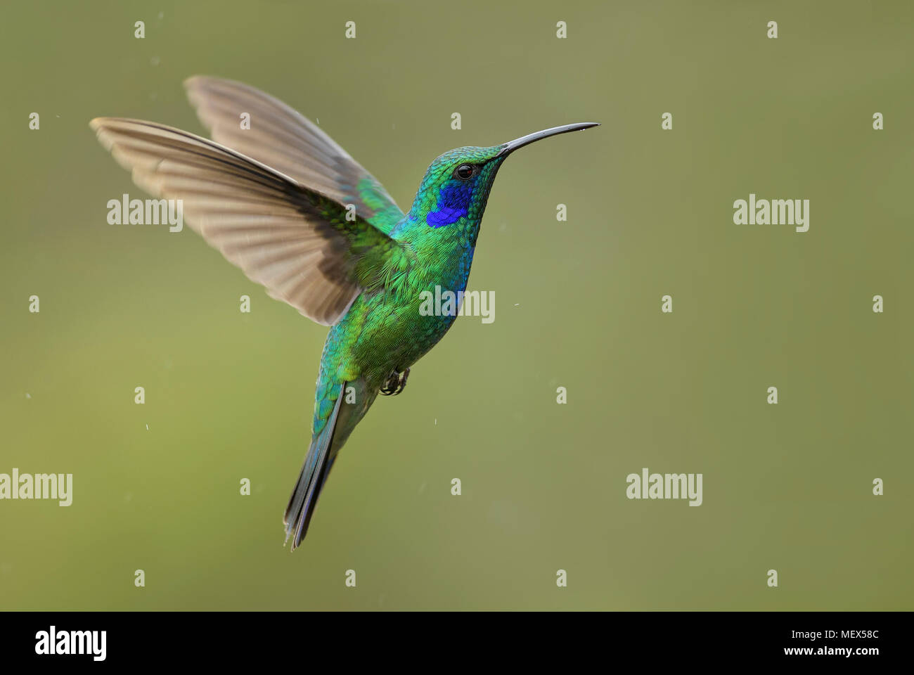 Green Violet-ear - Colibri thalassinus, beautiful green hummingbird from Central America forests, Costa Rica. Stock Photo