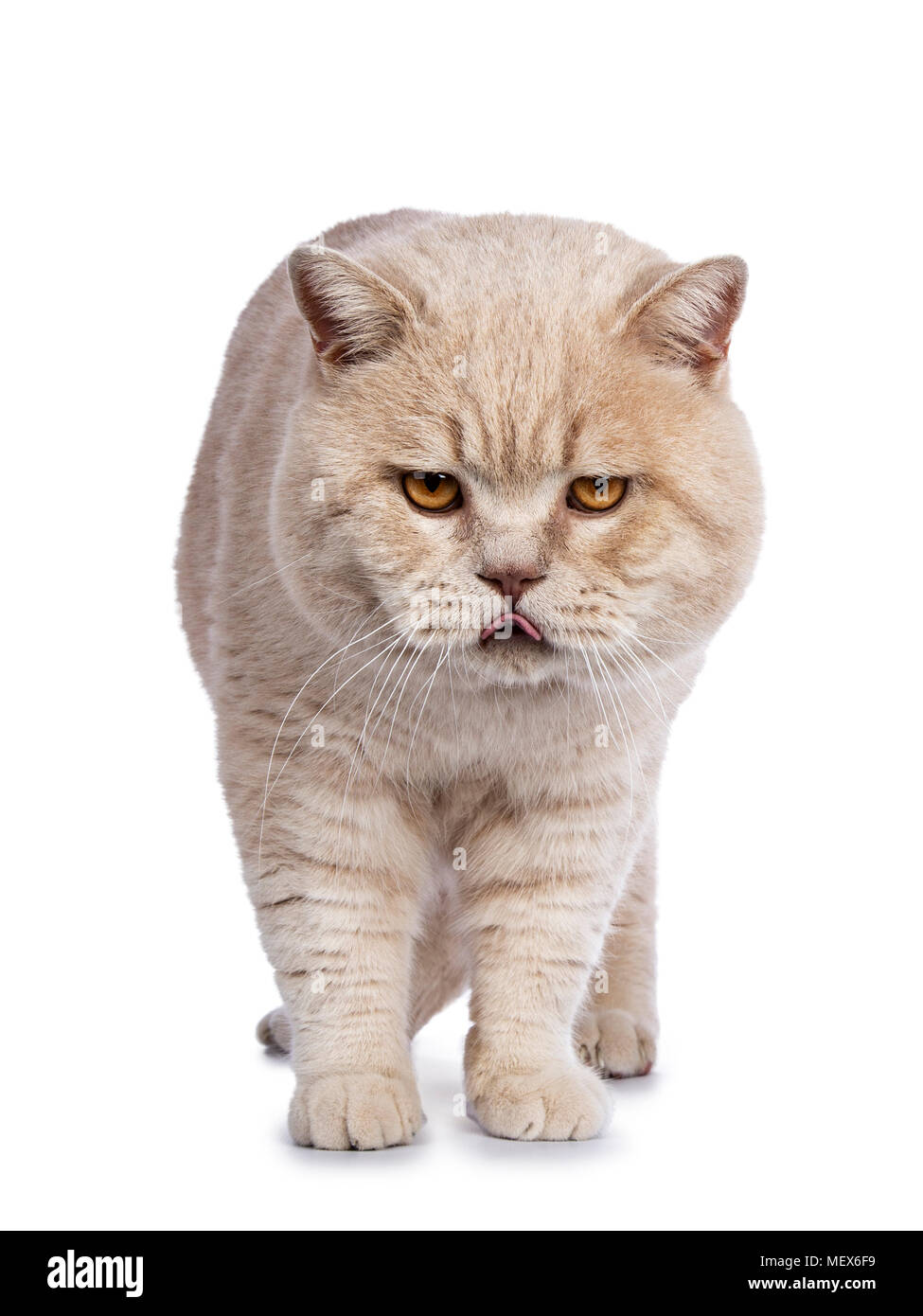 Impressive Creme Adult Male British Shorthair Cat Standing Facing Front Isolated On White Background Looking At