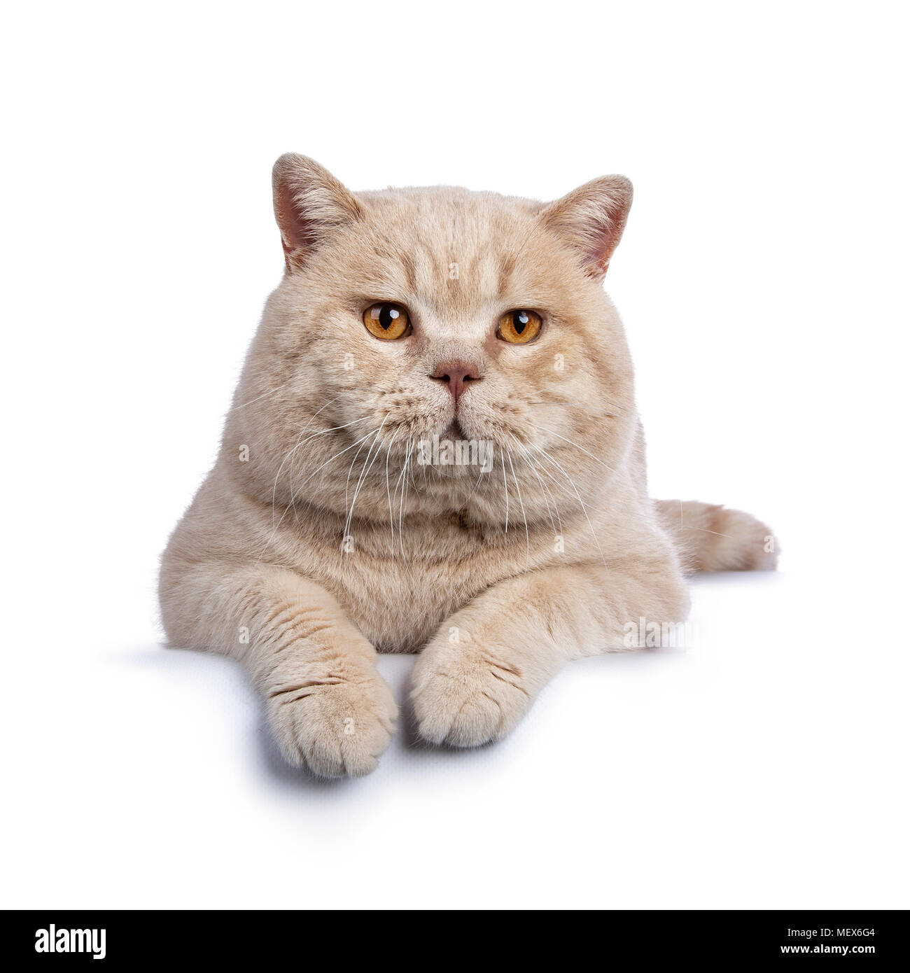 Impressive creme adult male British Shorthair cat laying down isolated on white background with paws over edge Stock Photo