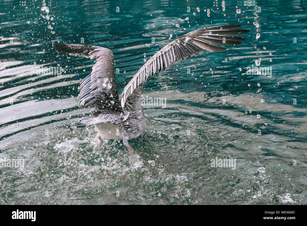 large water gray white bird spreading its wings with splashes dives