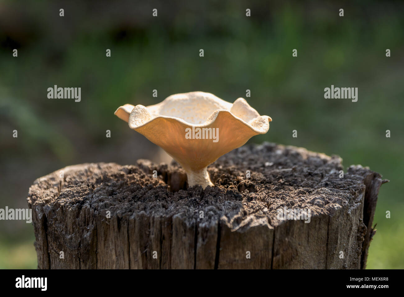 Macro mushroom on old and dead tree stump in the forest. Stock Photo