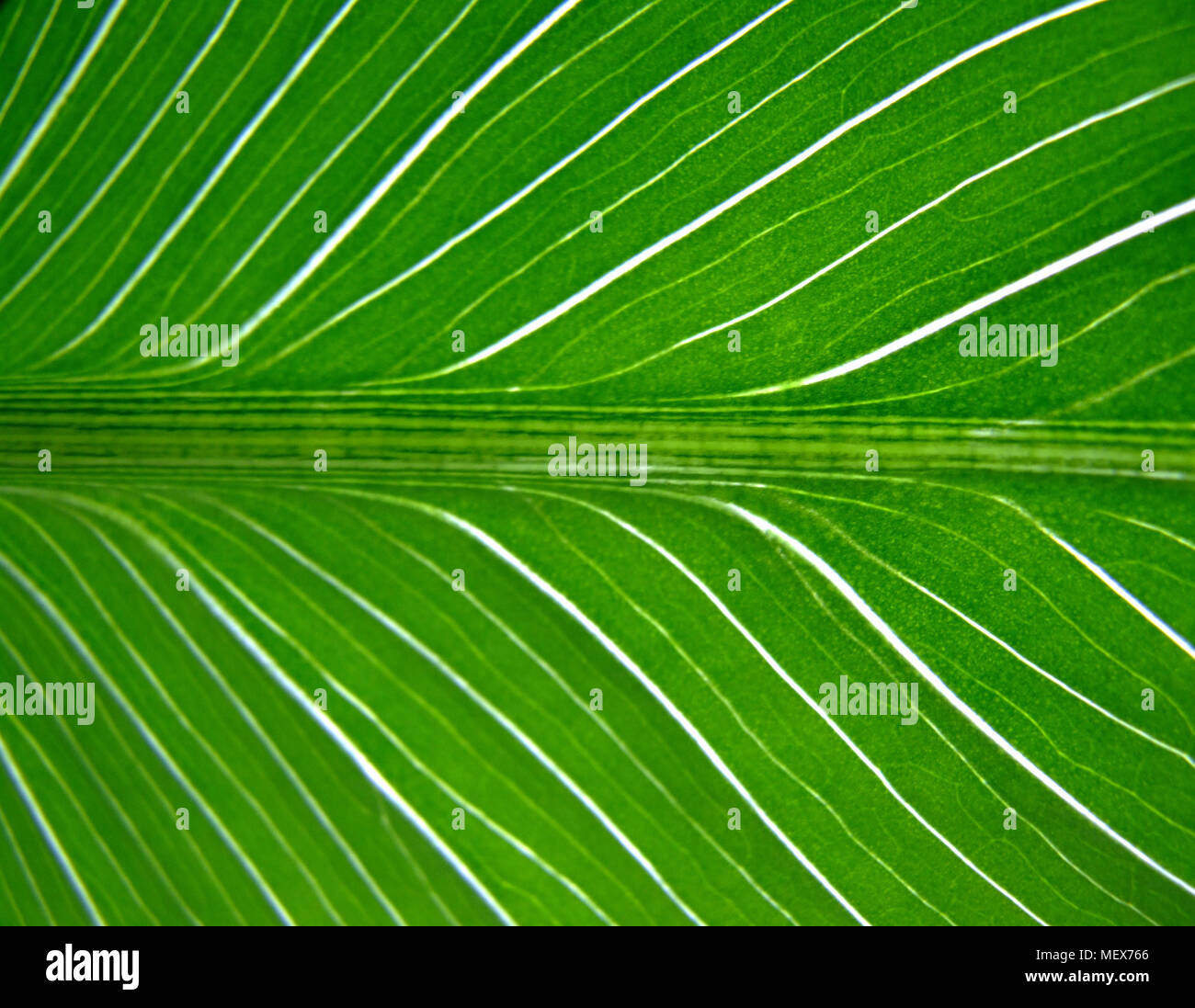 Green leaf with centre seam and white lines leading from the centre Stock Photo