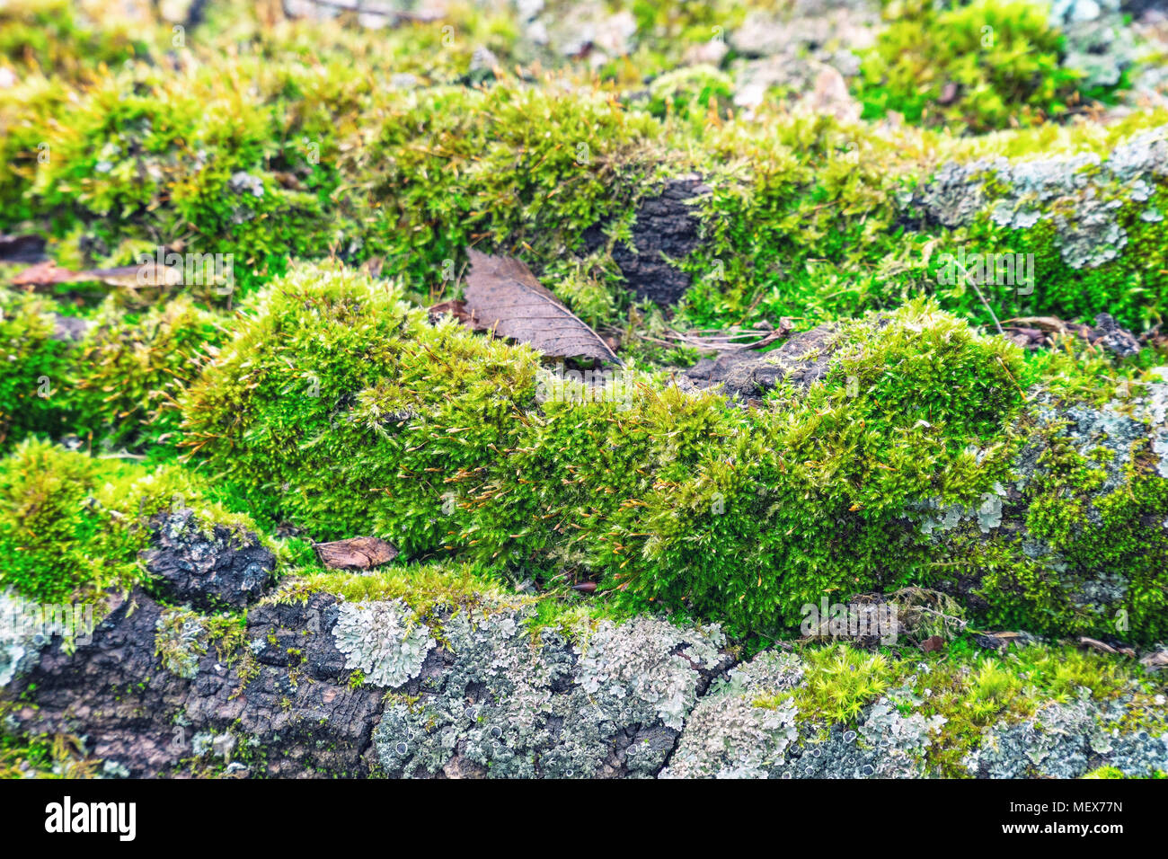 Green moss growth on the trunk of an tree Stock Photo - Alamy