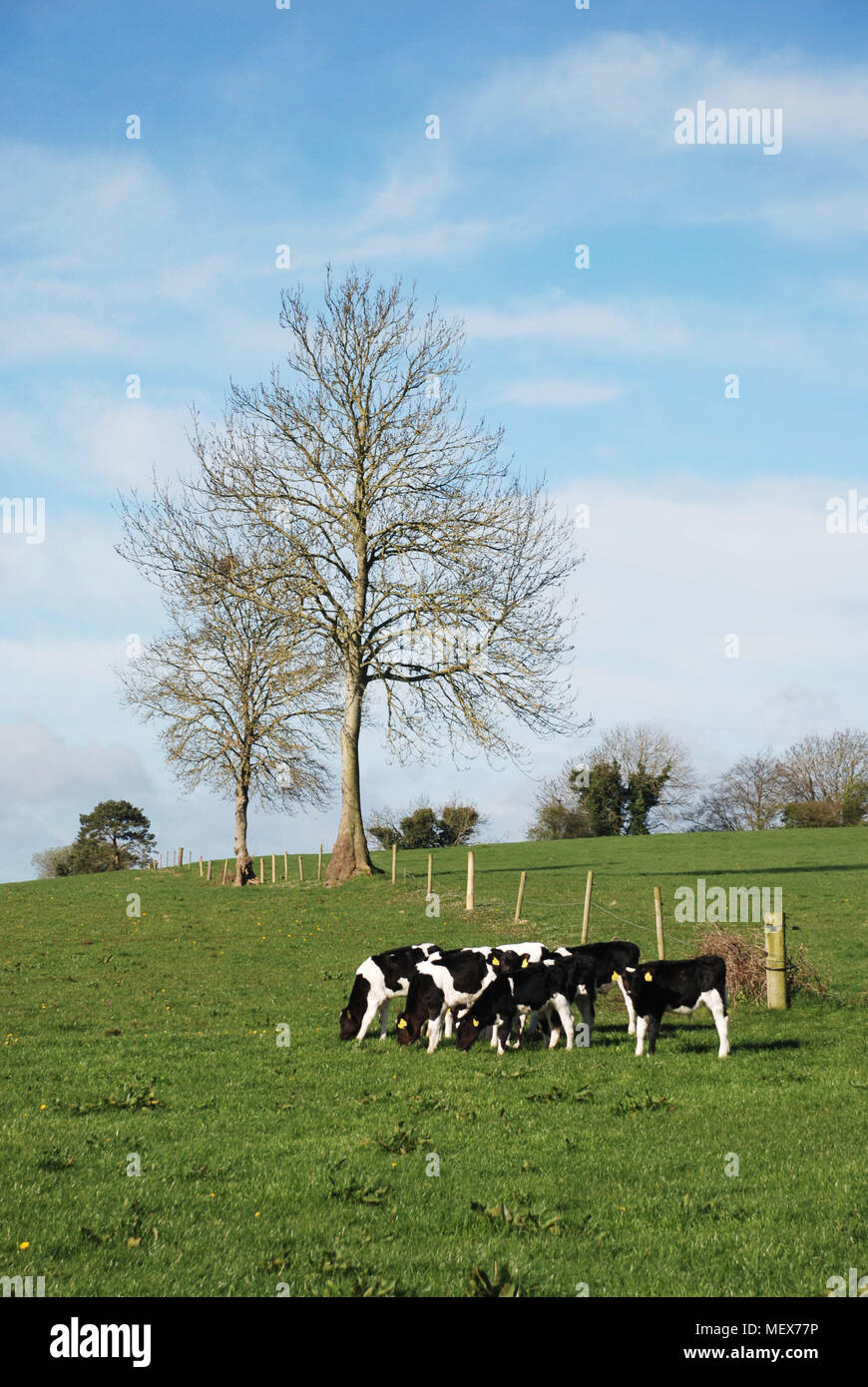 Dairy Cows Cattle grazing in green field with fencing and tree in view ...