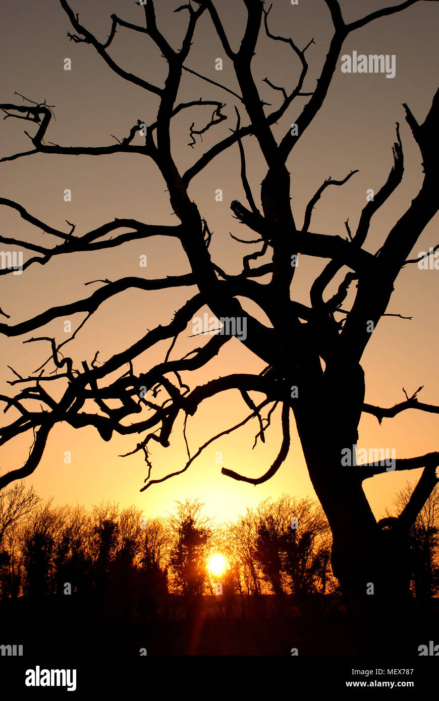 Sunsetting behind ridge with silhoutte of tree in foreground Stock Photo