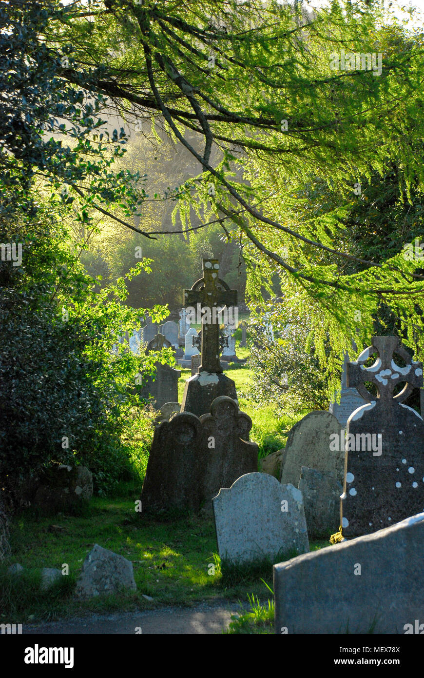Celtic Cross in old Burial Ground with leafy branches overhanging Stock Photo